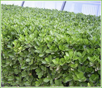 定州丁香 灌木 找產品 保定電子商務門戶網站 保定114網 電子商務 保定企業門戶網站 保定網站建設 企業用網政府指定單位 幫助所有企業做成網上的B2B生意